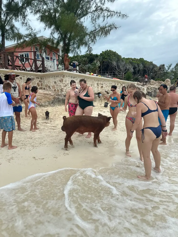 Famous swimming pigs of the Bahamas wading toward tourists in shallow turquoise water